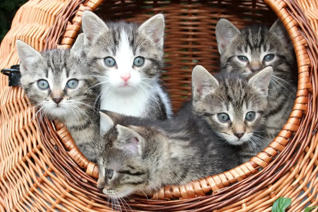 Bangkok Pet Shop Kittens and Cats