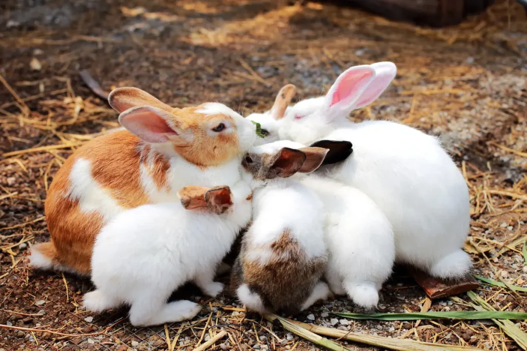 Bangkok Pet Shop Rabbits