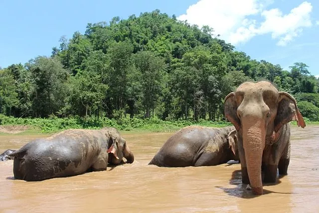Chiang Mai ElephantsChiang Mai Elephants