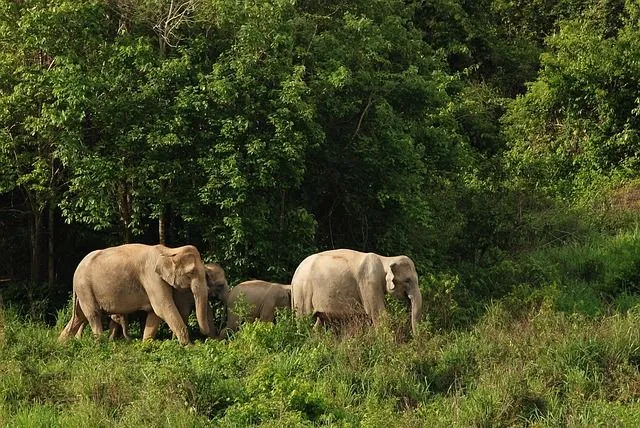 Elephants in Hua Hin