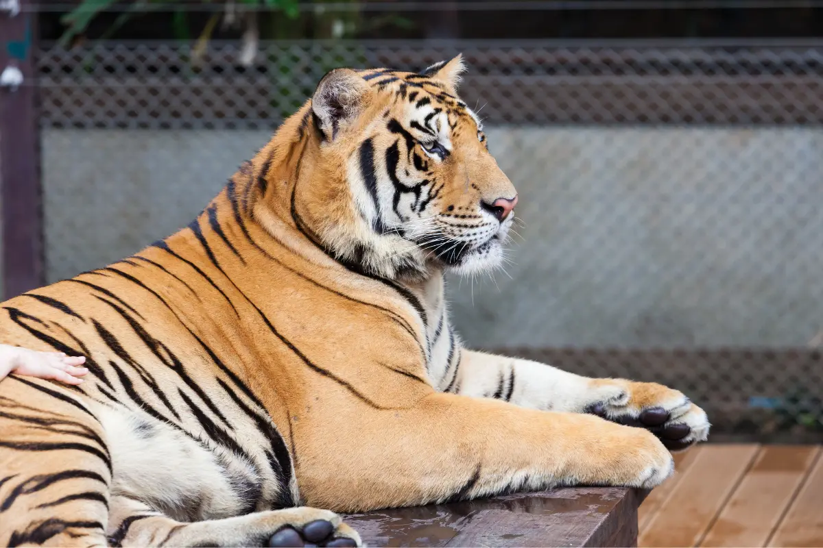 Pattaya Wildlife Parks and Zoos