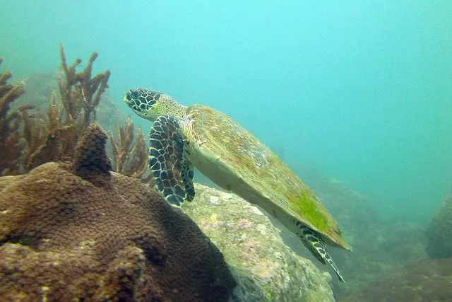 Scuba Diving Turtle